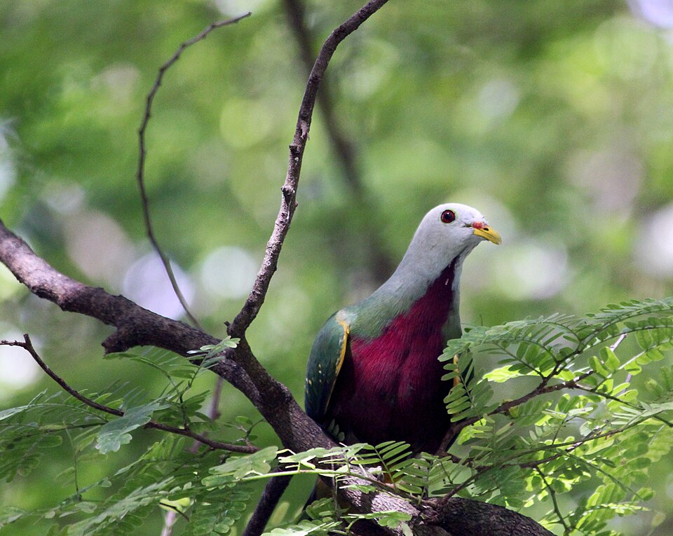 Wompoo Fruit Dove