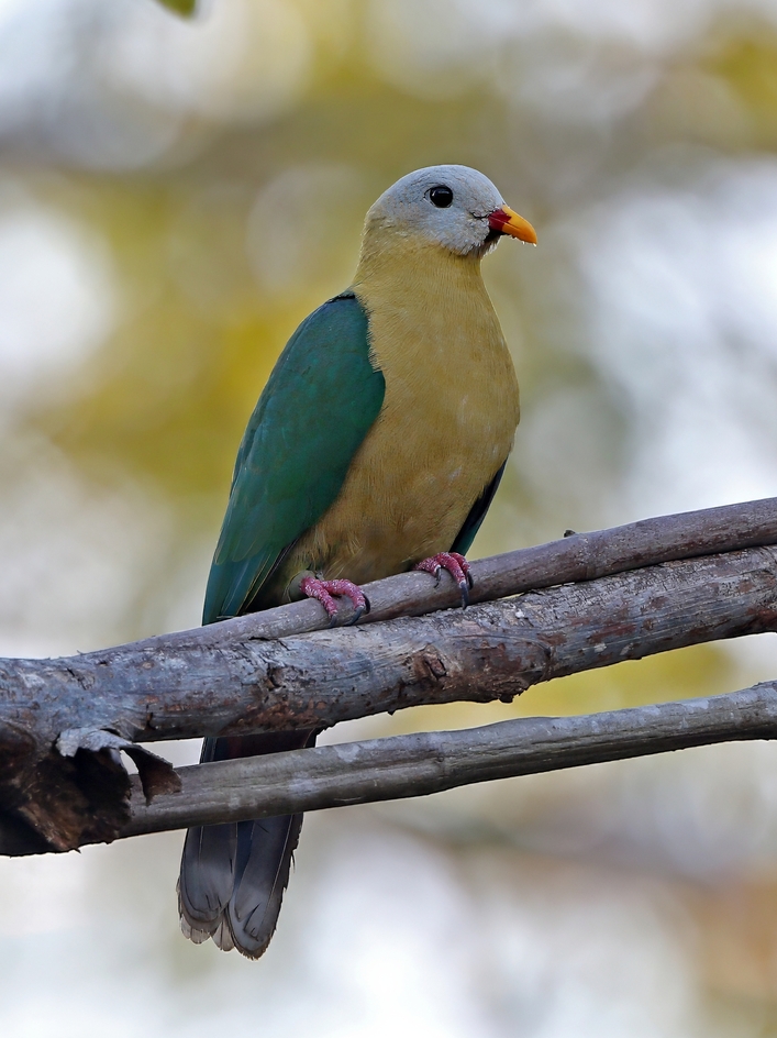 Sula Fruit Dove