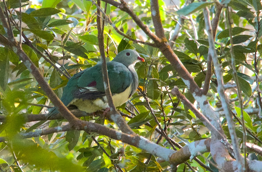 Cream-breasted Fruit Dove