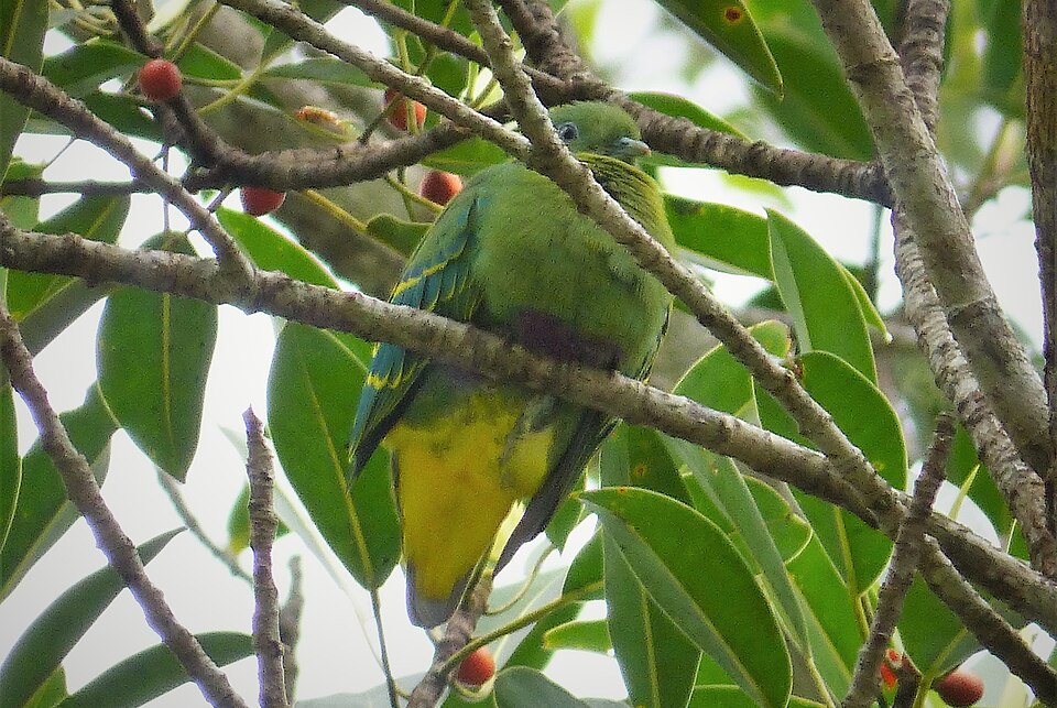 Dwarf Fruit Dove