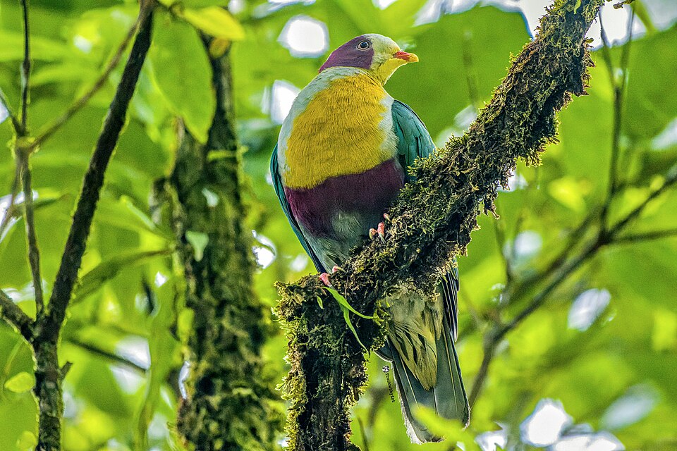 Yellow-breasted Fruit Dove