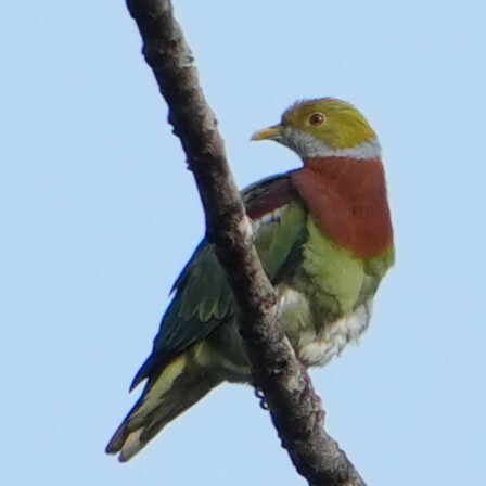 Ornate Fruit Dove