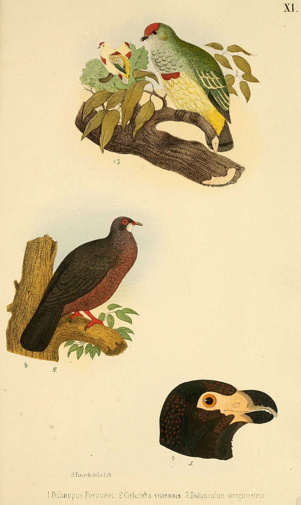 Many-colored Fruit Dove