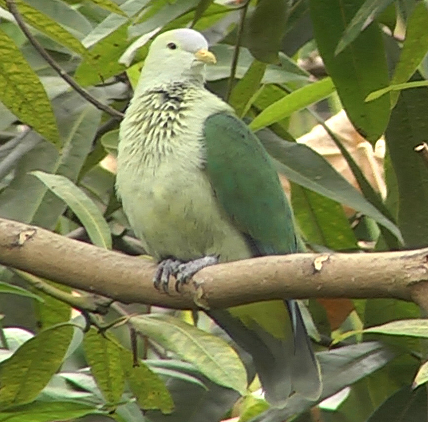 Grey-green Fruit Dove
