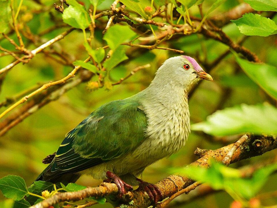 Lilac-crowned Fruit Dove