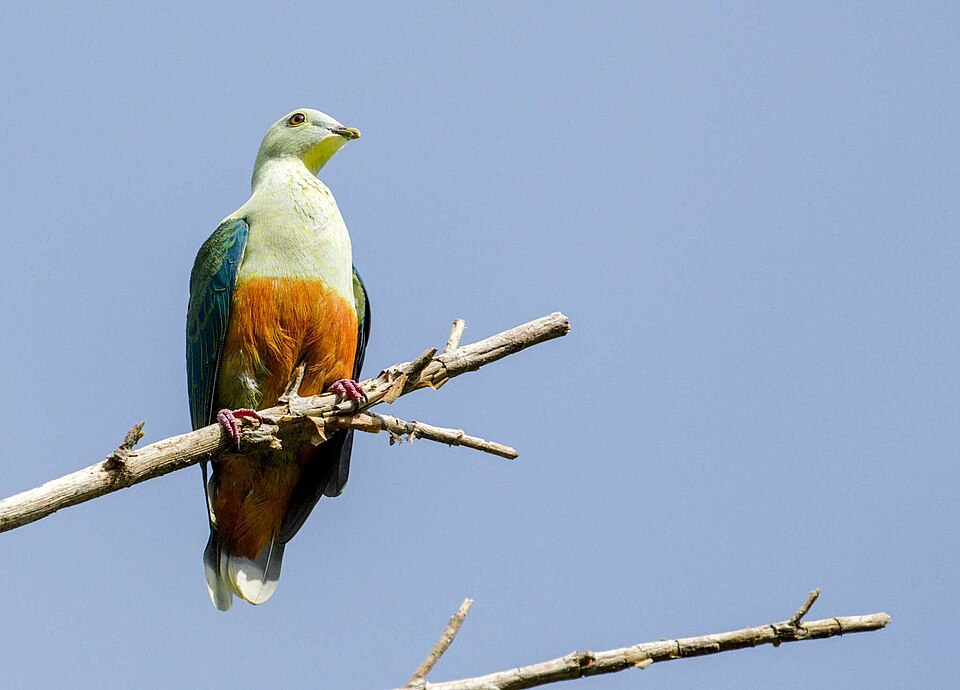 Silver-capped Fruit Dove