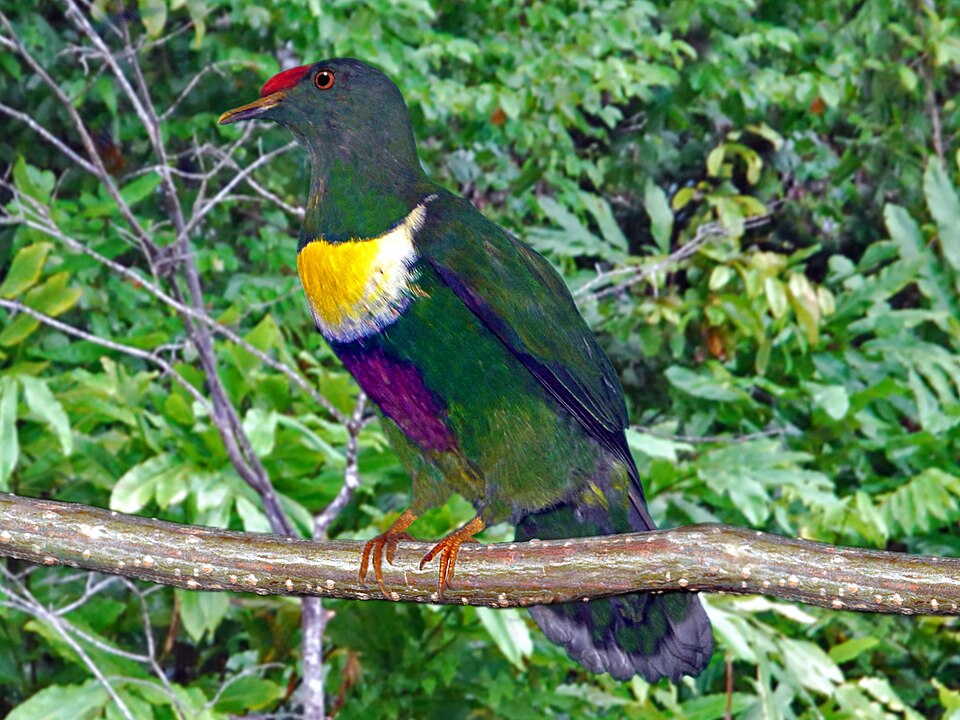 White-bibbed Fruit Dove