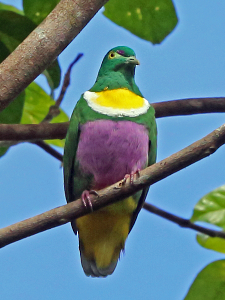 Geelvink Fruit Dove