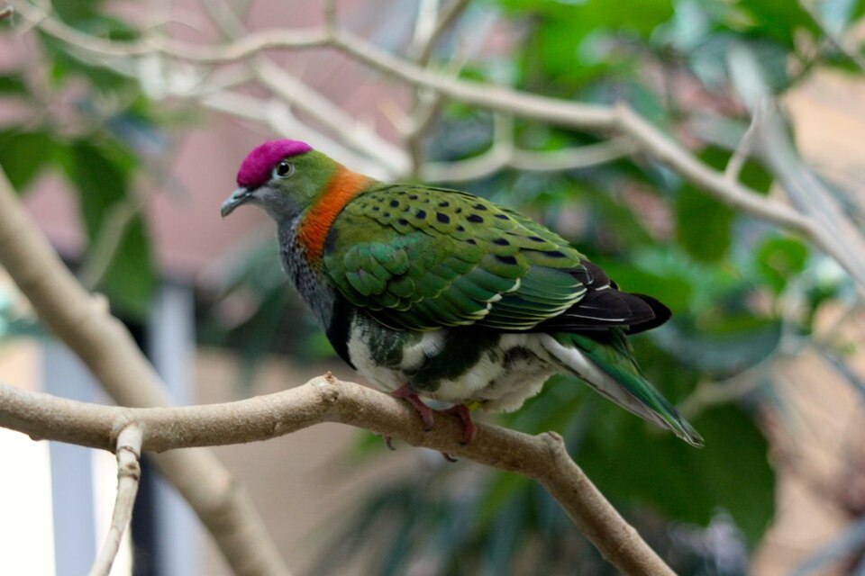 Superb Fruit Dove