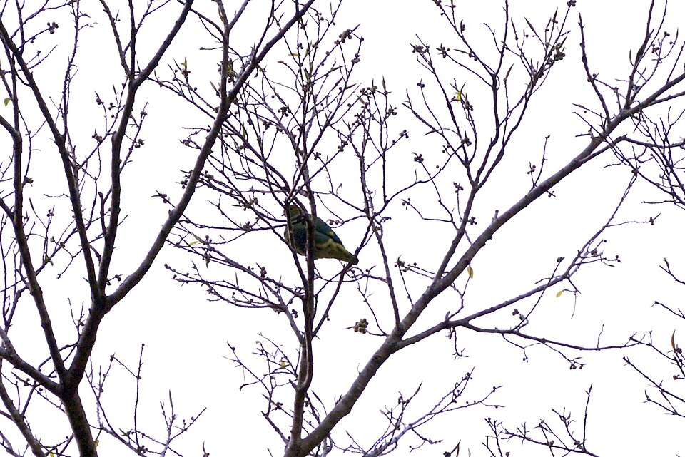 Tanna Fruit Dove