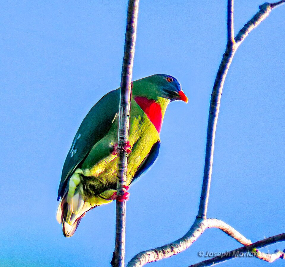 Claret-breasted Fruit Dove