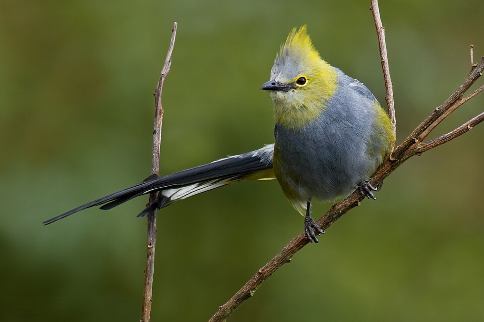 Long-tailed Silky-flycatcher