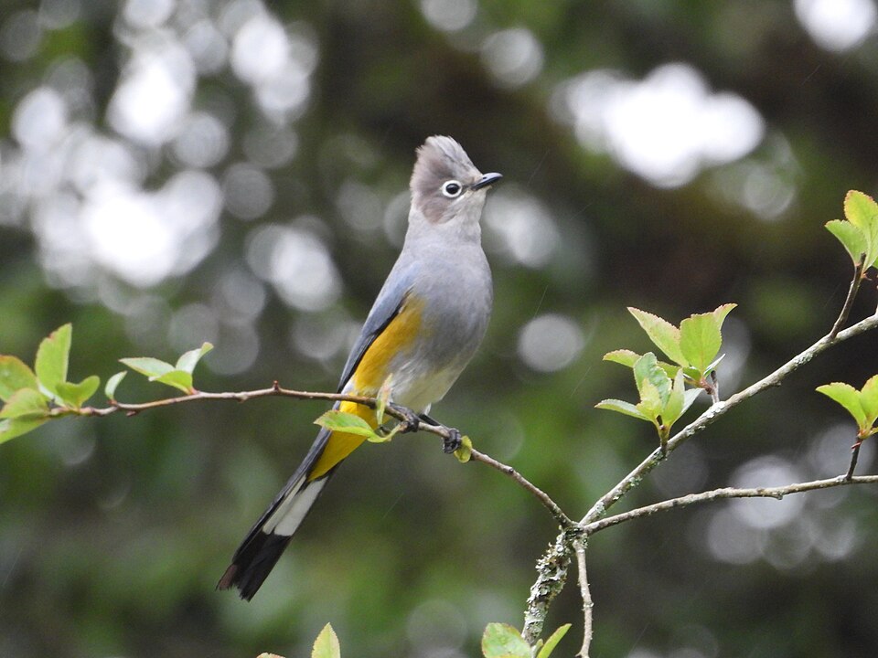 Grey Silky-flycatcher