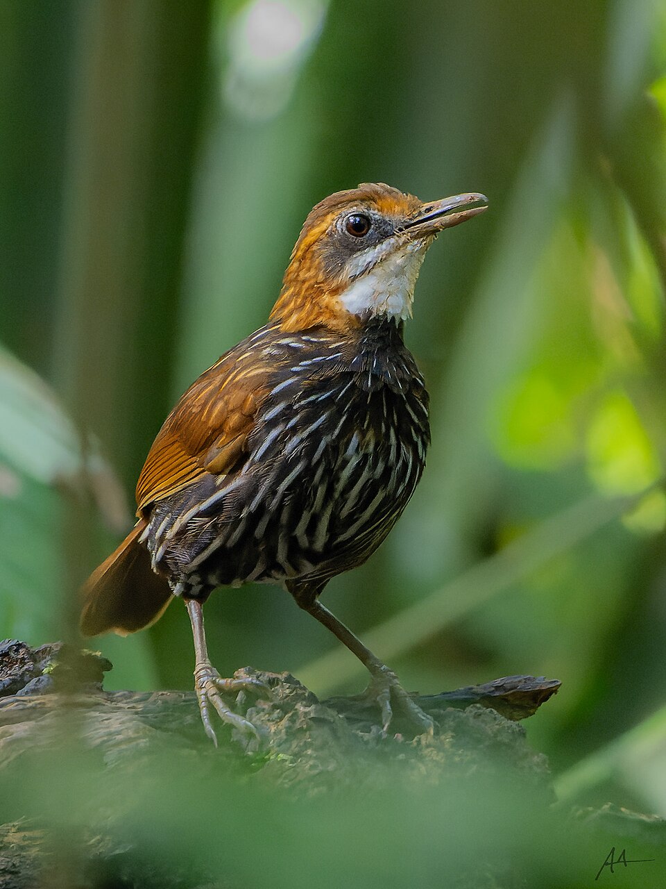 Falcated Wren-Babbler