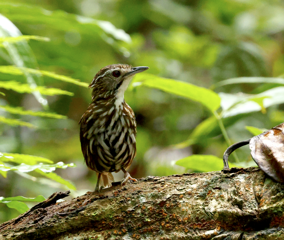 Striated Wren-Babbler