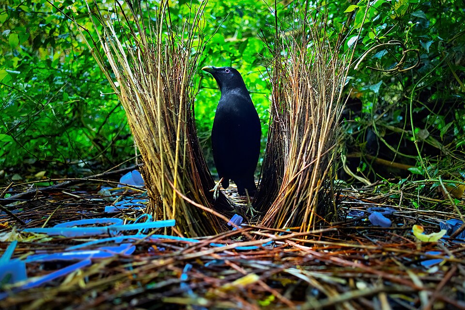 Satin Bowerbird