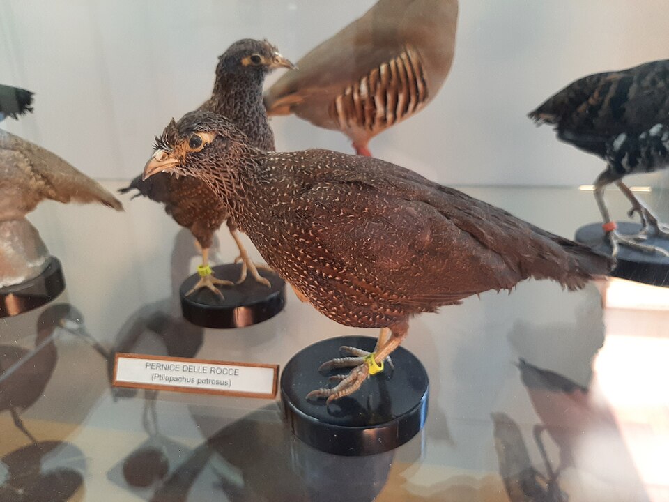 Stone Partridge