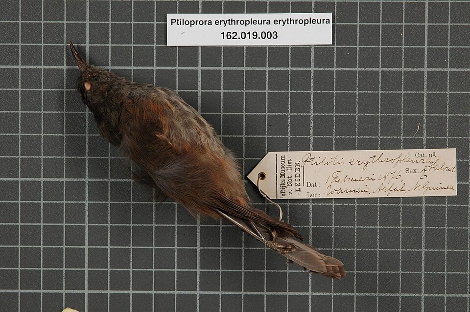 Rufous-sided Honeyeater