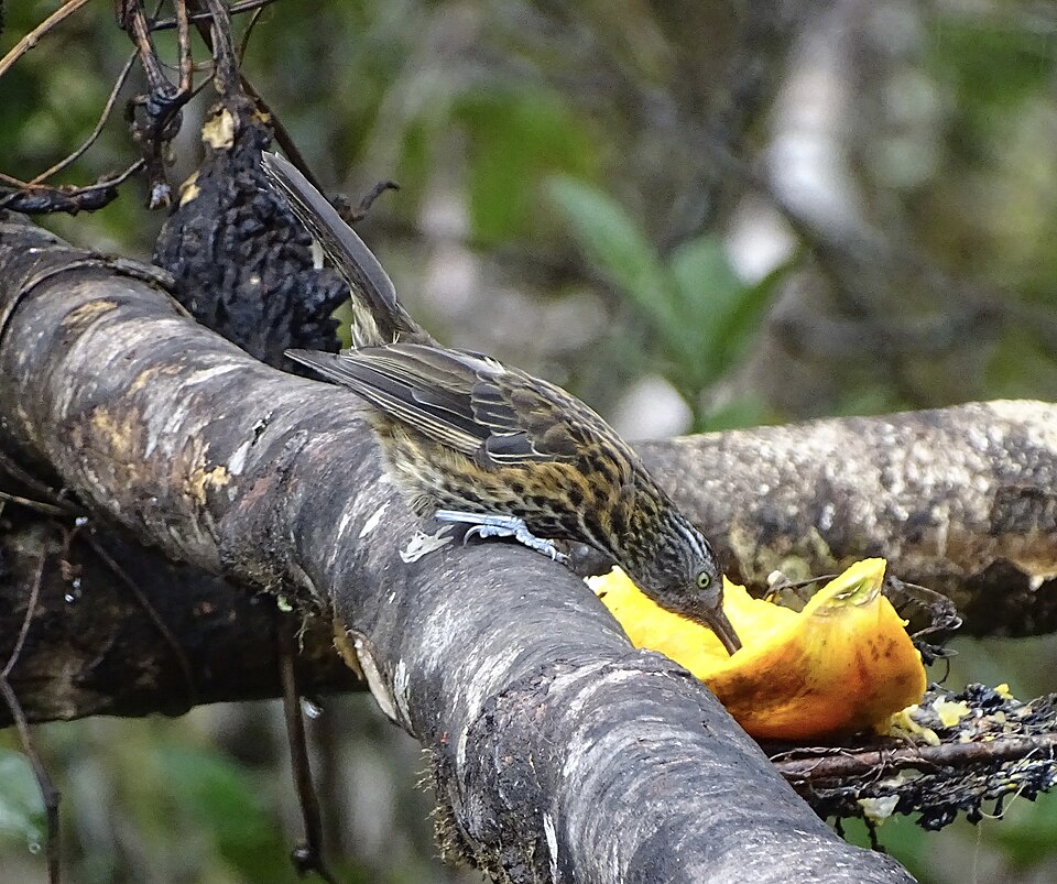 Rufous-backed Honeyeater