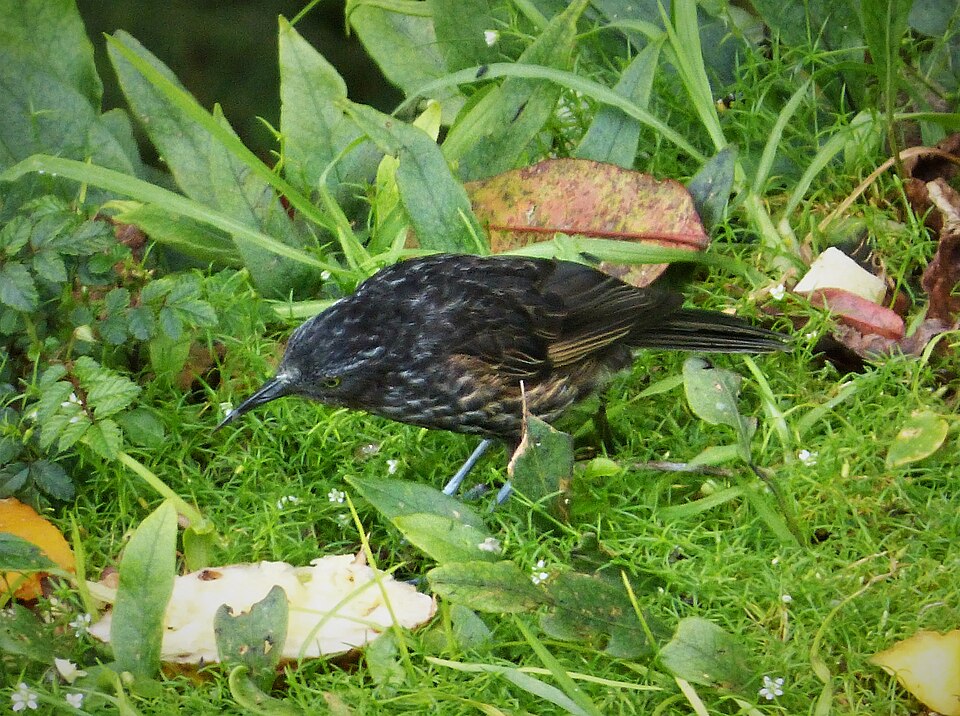 Grey-streaked Honeyeater