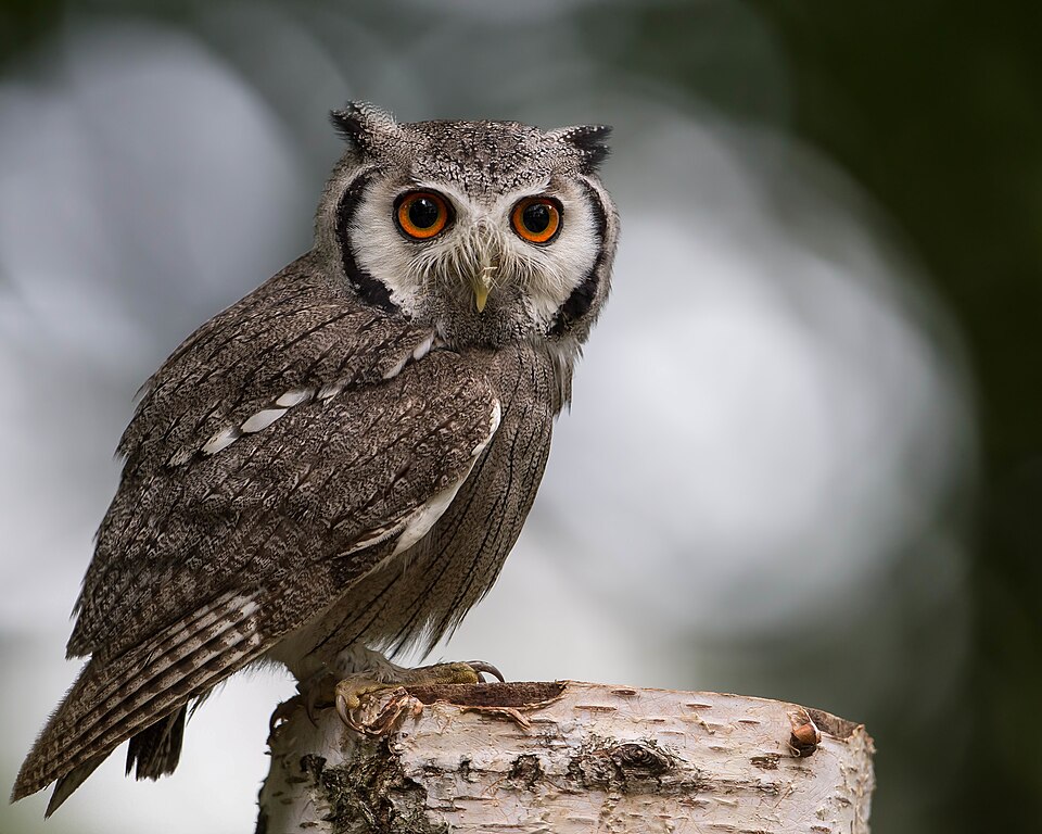Southern White-faced Owl