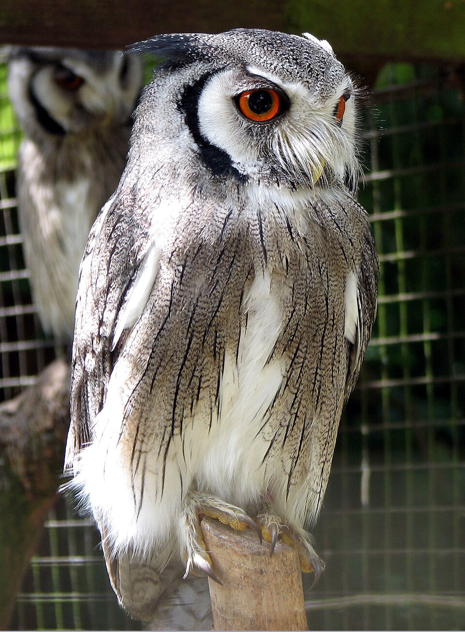 Northern White-faced Owl
