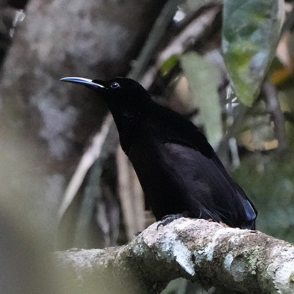 Growling Riflebird