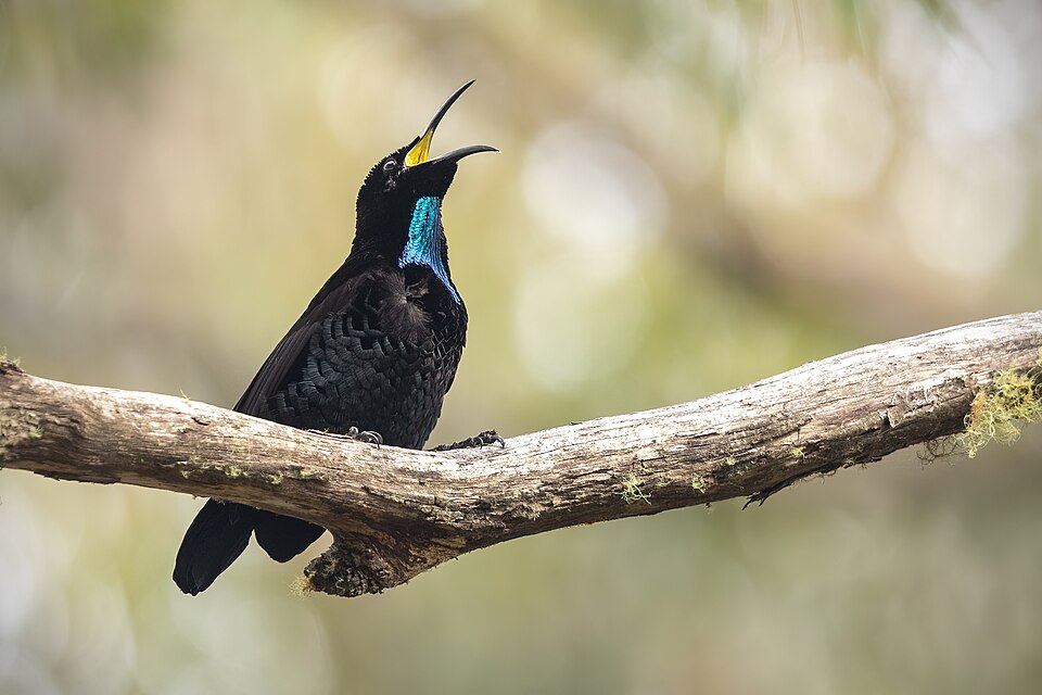 Paradise Riflebird