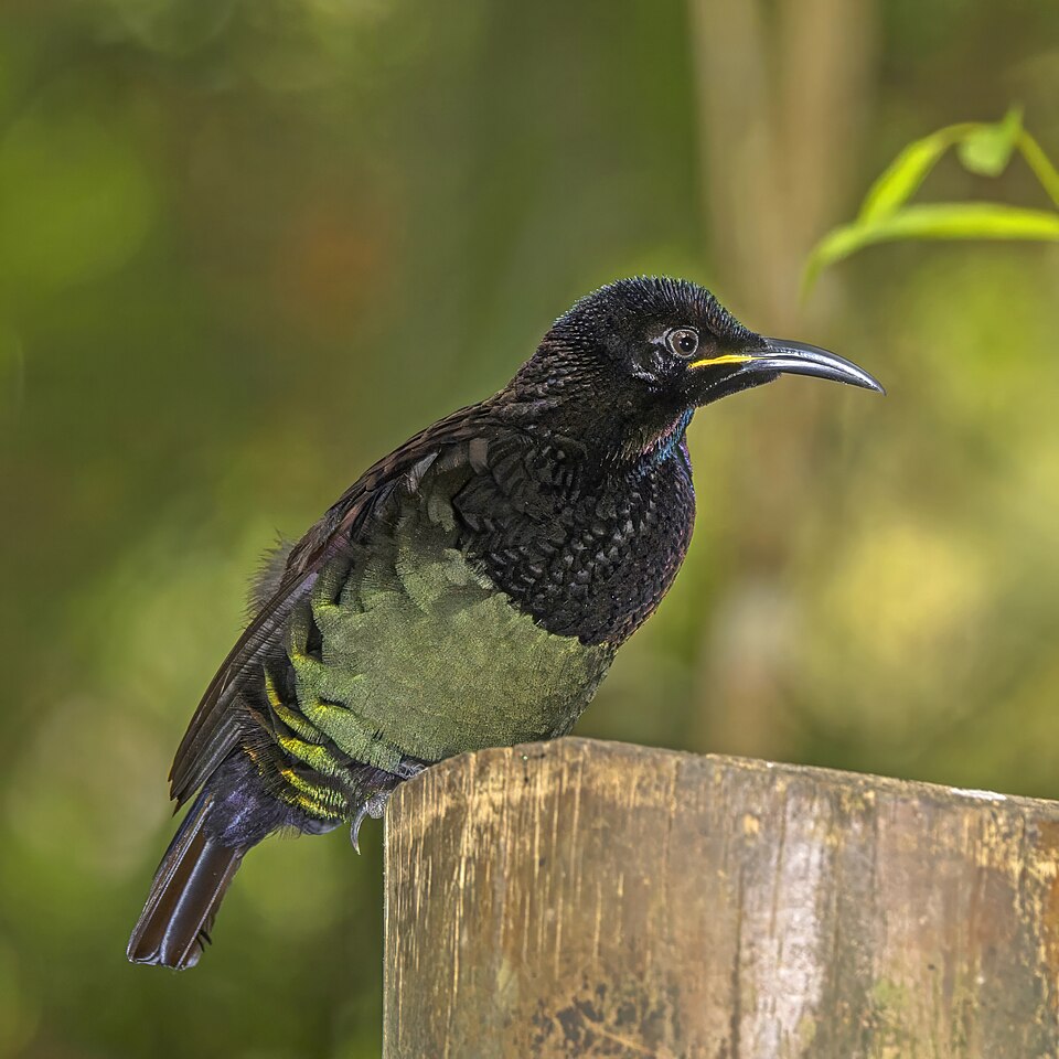 Victoria's Riflebird