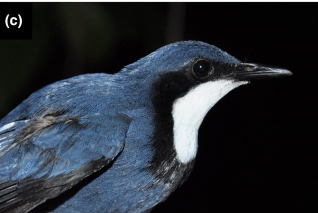 Blue Jewel-babbler
