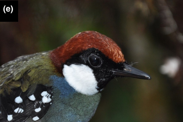 Spotted Jewel-babbler