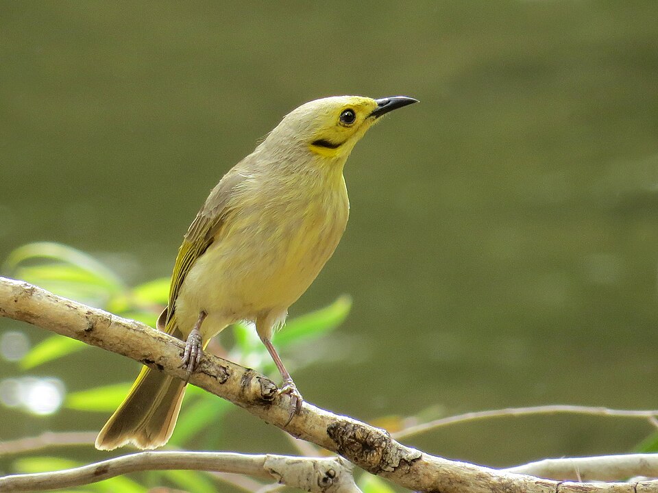 Yellow-tinted Honeyeater