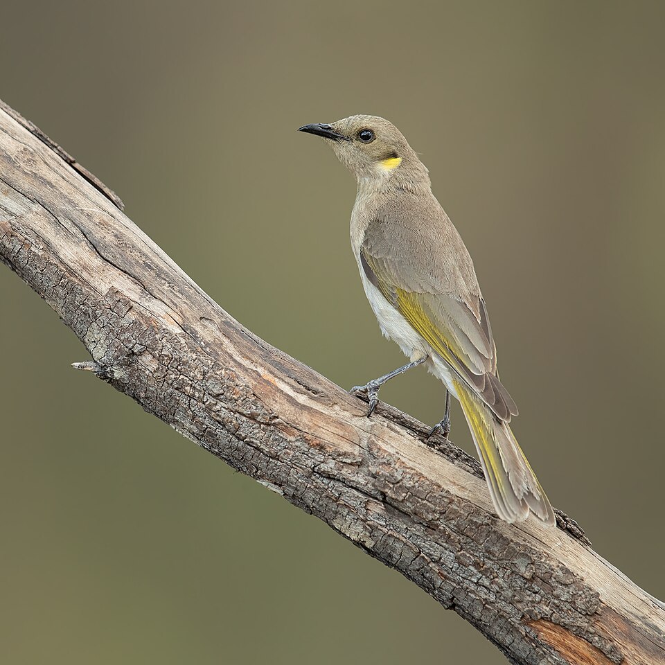 Fuscous Honeyeater