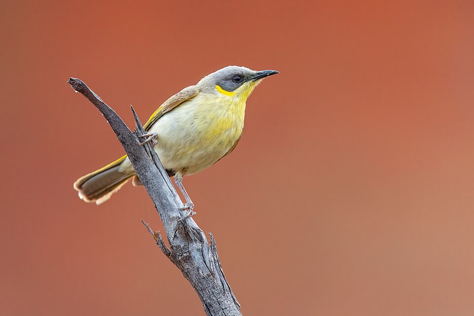 Grey-headed Honeyeater