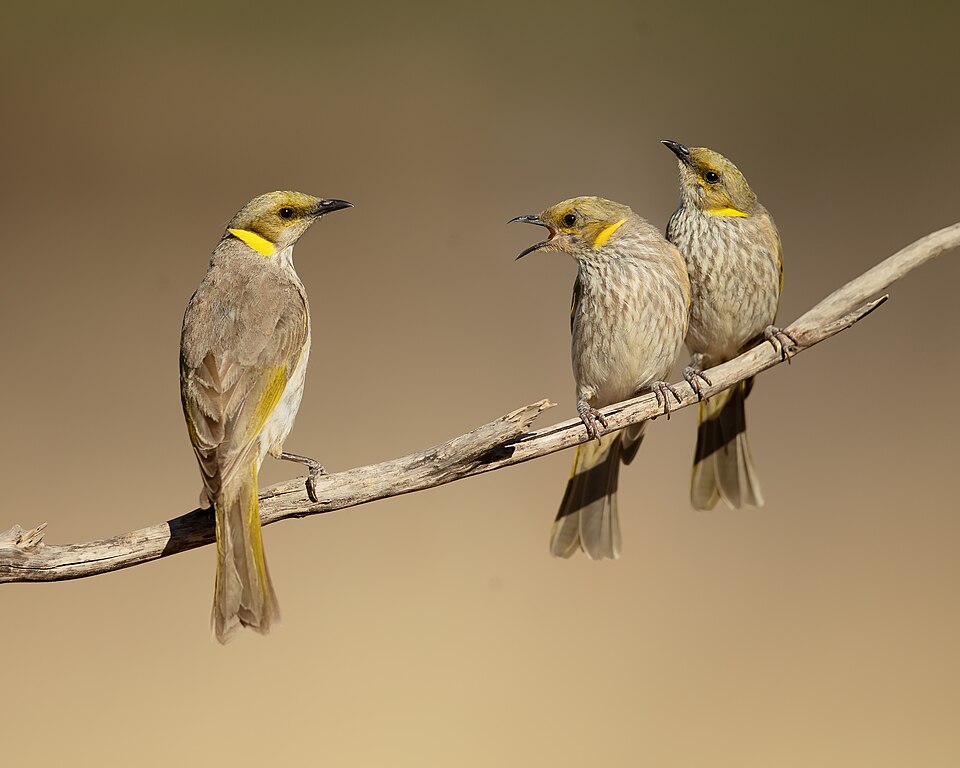 Yellow-plumed Honeyeater