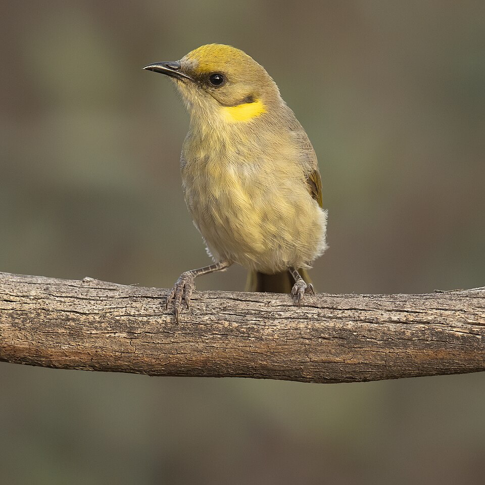 Grey-fronted Honeyeater