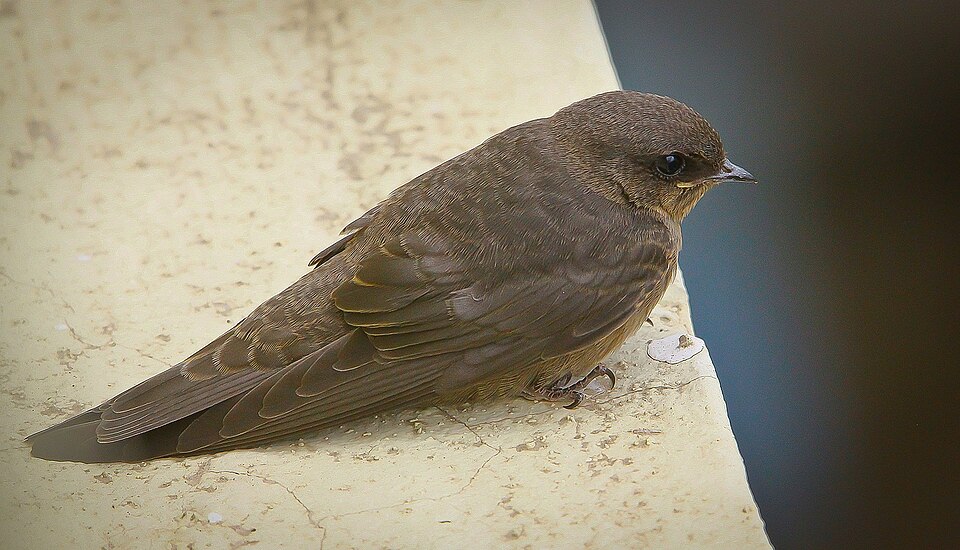 Dusky Crag Martin
