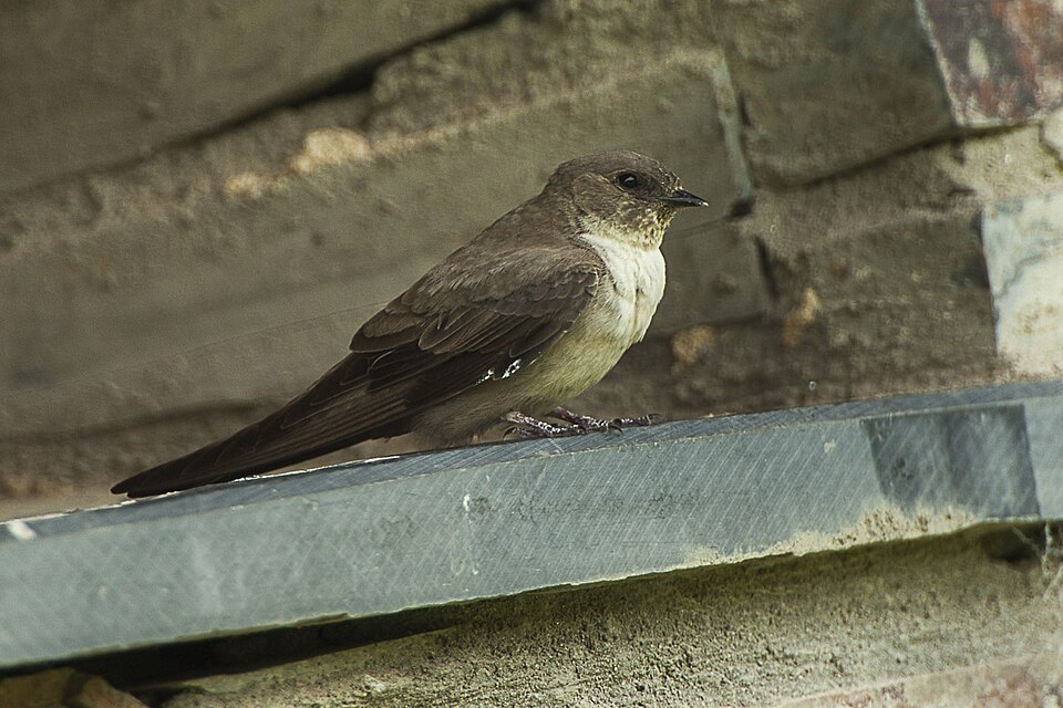 Eurasian Crag Martin