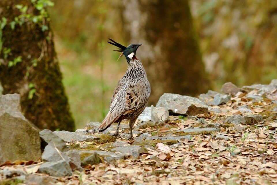 Koklass Pheasant