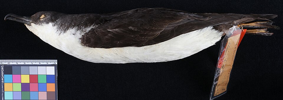 Townsend's Shearwater