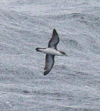 Boyd's Shearwater