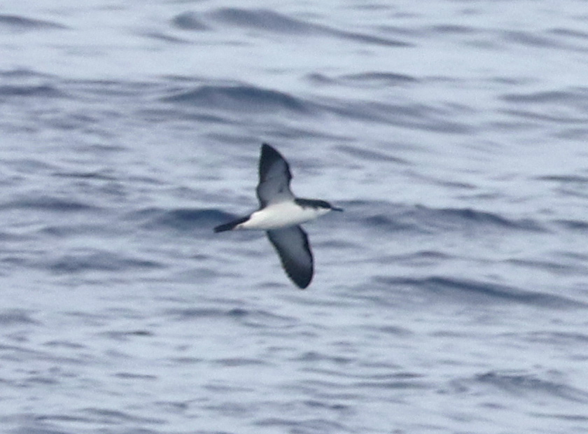 Newell's Shearwater