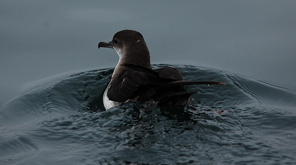 Black-vented Shearwater