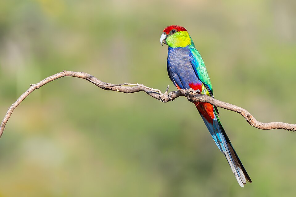 Red-capped Parrot