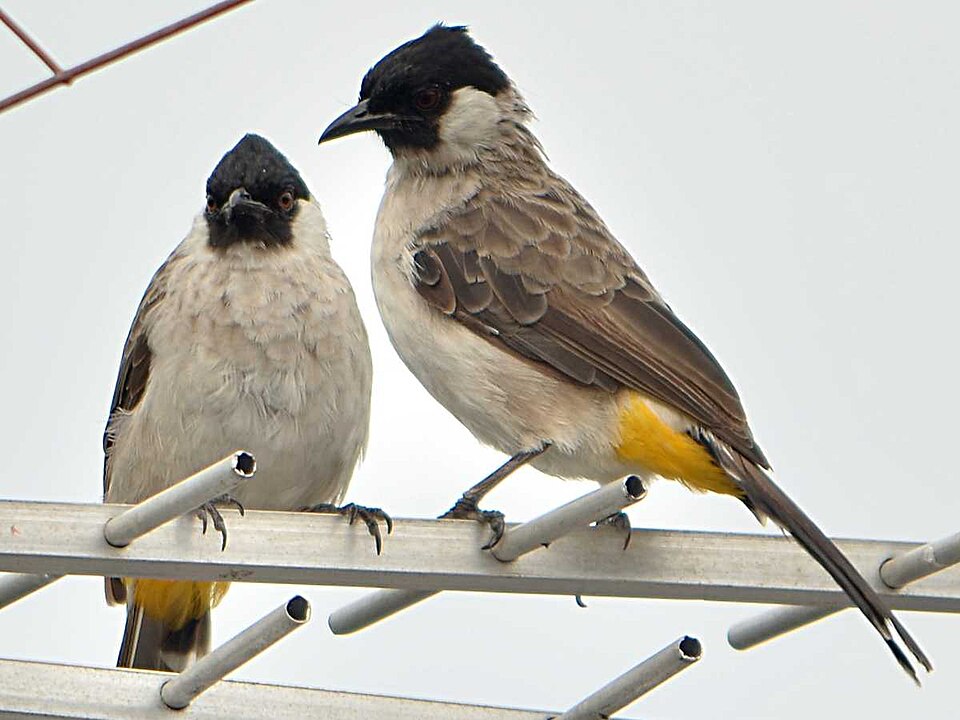 Sooty-headed Bulbul