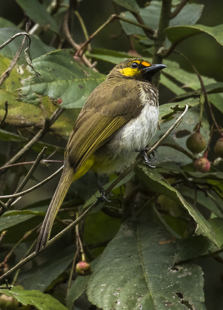 Orange-spotted Bulbul