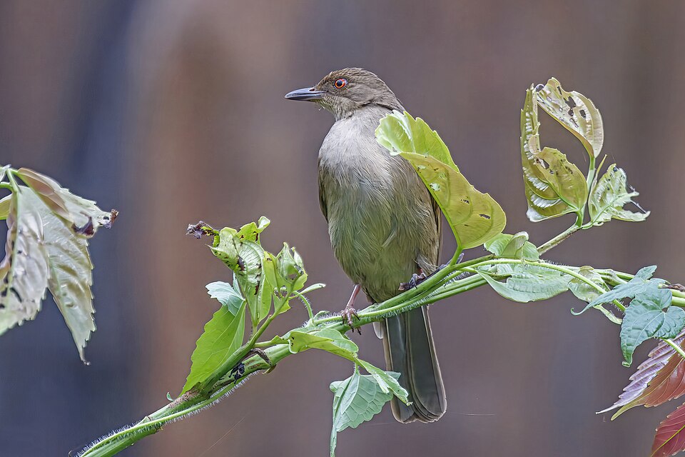 Asian Red-eyed Bulbul