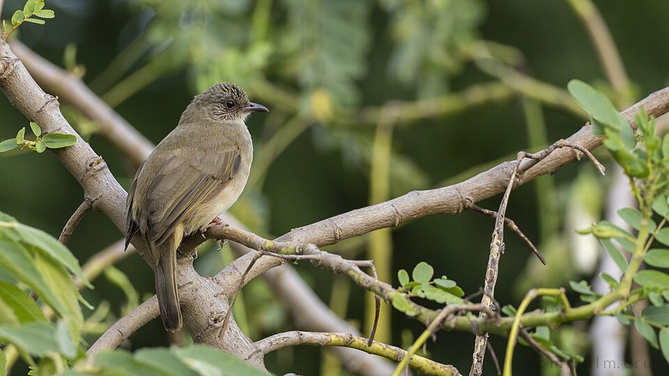 Ashy-fronted Bulbul
