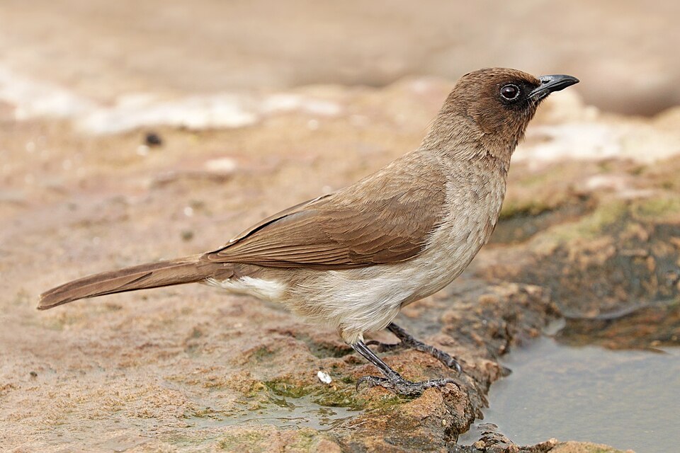 Dodson's Bulbul