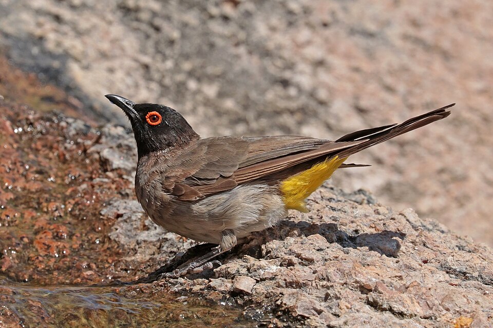 African Red-eyed Bulbul